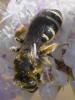 Halictus sp.